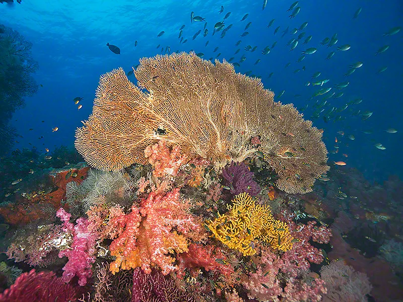 raja ampat